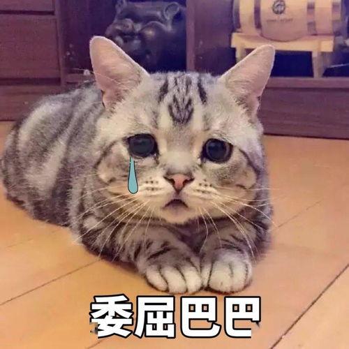 吃瓜群众视频猫咪表情包